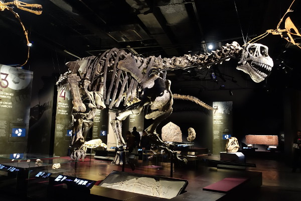 Camarasaurus - Musee_des_Confluences - Lyon
