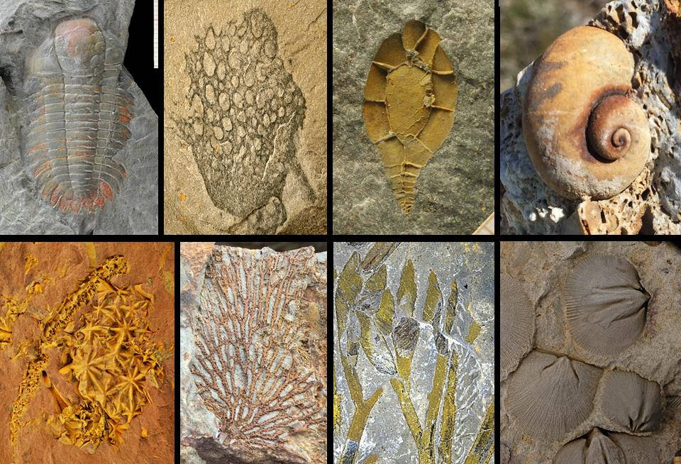 A selection of Palaeozoic echinoderms from outcrops that will be visited during the field trip.
