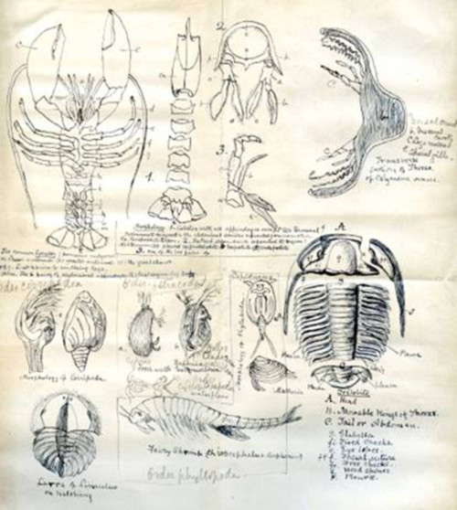 Student’s notebook from Lapworth’s 1887 palaeontology lectures