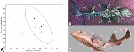 PCA of distance measurements taken from extinct and extant heterodontids