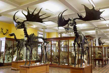 Giant Irish deer skeletons 