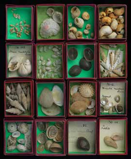 Historical collection of shells.