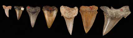 Fossilised shark teeth from the collections