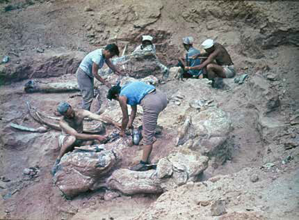 Gobi excavation uncovering a large sauropod